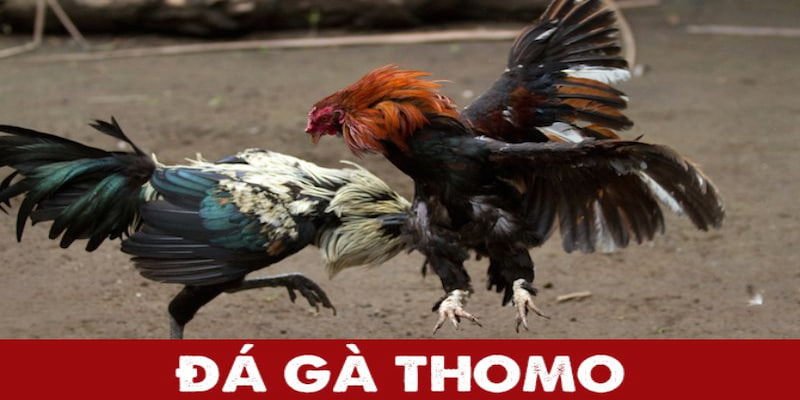 Sân chơi đá gà Thomo với quy mô lớn 